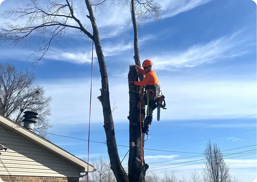 Why We Started Tree-B-Gone
