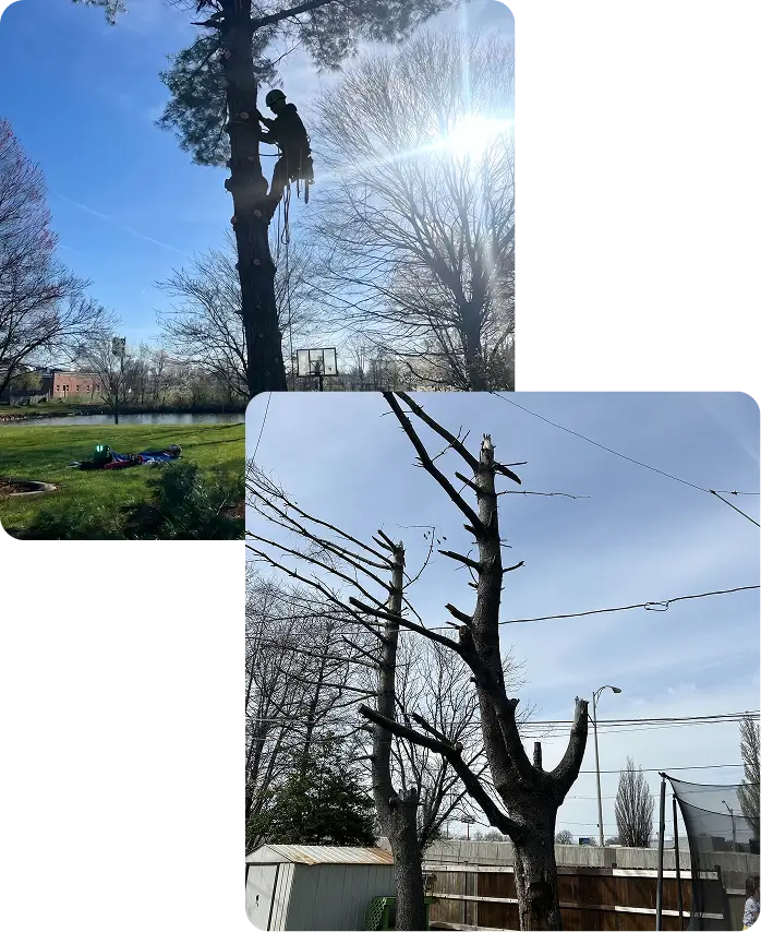 About Tree-B-Gone