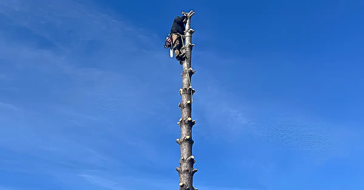 Tree Removal in Evansville, IN