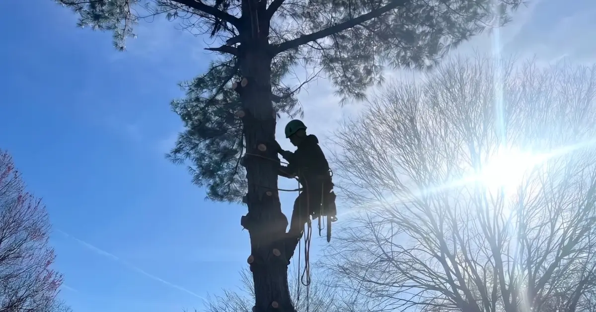 Tree Trimming and Pruning in Evansville, IN