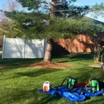 Tree Removal vs. Tree Trimming: Which Is More Cost-Effective for Your Evansville Property in the Long Run?