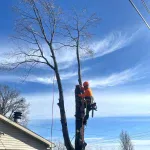 Property owner reviewing tree removal permit requirements near a large oak tree in Evansville, Indiana.