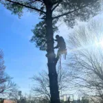 Certified arborist performing a professional tree appraisal on a mature oak in an Evansville, Indiana yard.