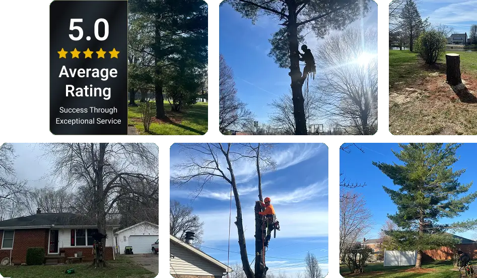 Family-Owned Tree Service Company Serving Evansville and Southwest Indiana
