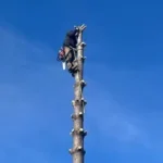 Tree Removal