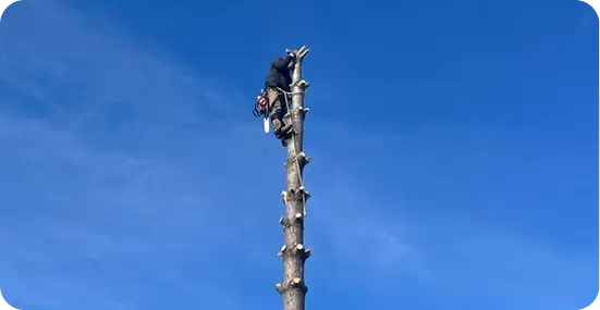Tree Removal