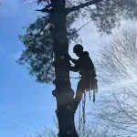 Tree Trimming and Pruning