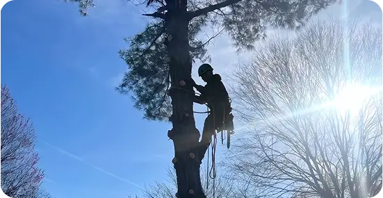 Tree Trimming and Pruning