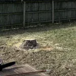 Tree Cutting