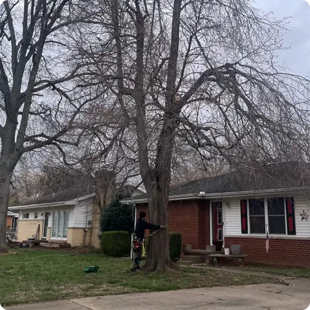 How Tree-B-Gone Protects Your Property During Tree Service