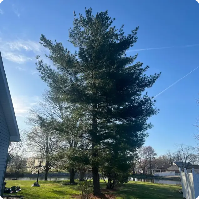 Recommended Tree Species for Evansville, IN and Southwest Indiana