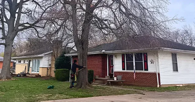 How Much Does Tree Removal Cost in Evansville, IN?