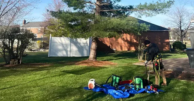 Tree Removal vs. Tree Trimming: Which Is More Cost-Effective for Your Evansville Property in the Long Run?