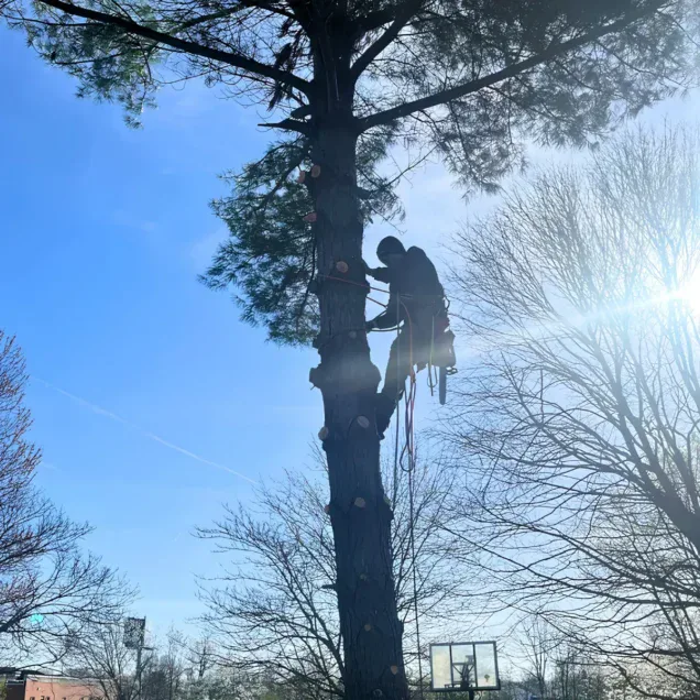 The True Value of Professional Tree Appraisals for Evansville Homeowners