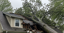 What to Do in the First Hours After a Tree Falls on Your Evansville Home