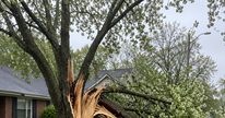 Why Bradford Pears Keep Splitting in Evansville Storms