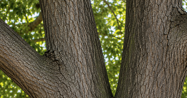 Why Large Co-Dominant Stems Are One of the Biggest Failure Risks for Mature Trees