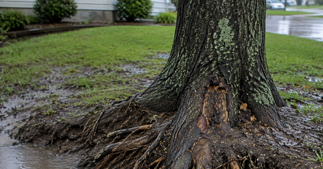 How Soil Saturation Changes the Way Trees Fail After Heavy Rain