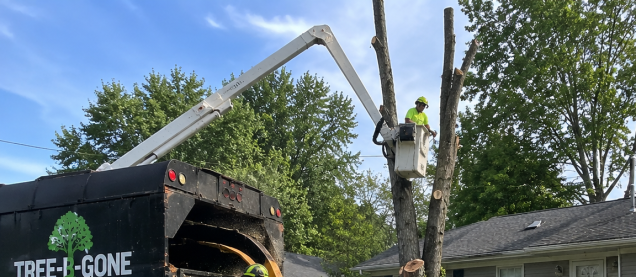 A Seamless Tree Removal Experience Built on Teamwork and Complete Cleanup in Evansville, IN