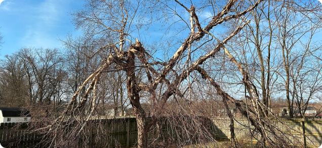 Save 10% on Tree Service Jobs Booked for January and February
