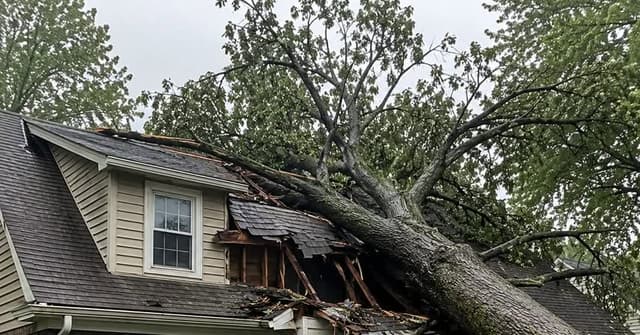 Large fallen tree resting on the roof of a home in Evansville, Indiana