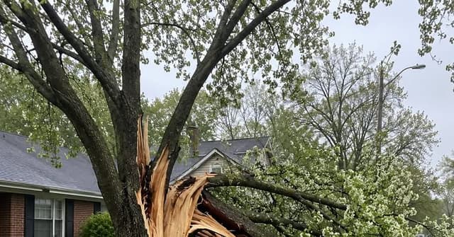 Bradford pear tree split apart after a storm in Evansville, Indiana