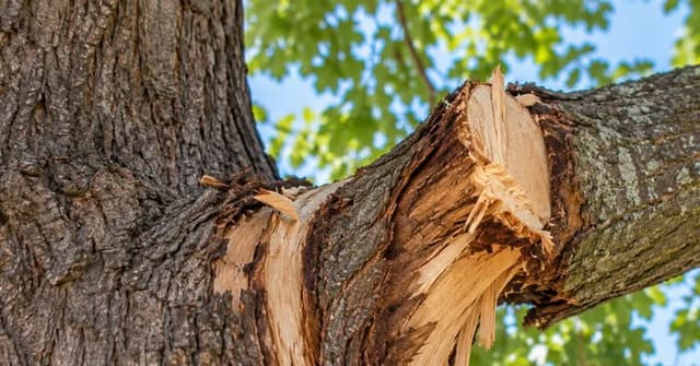 Large tree branch with an improper pruning cut and torn bark