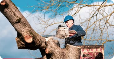tree-service-newburgh-in