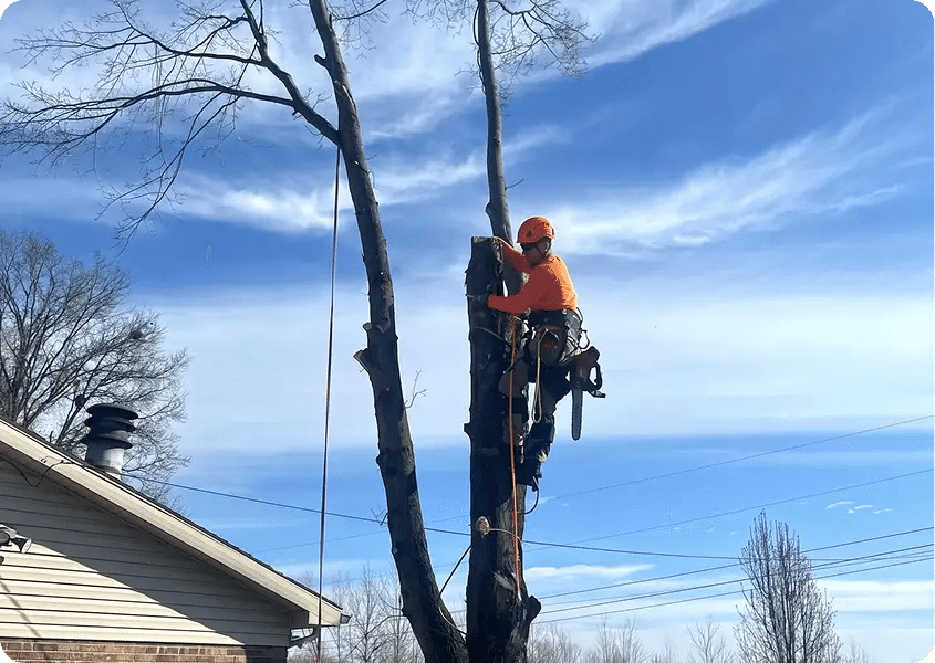 Why We Started Tree-B-Gone
