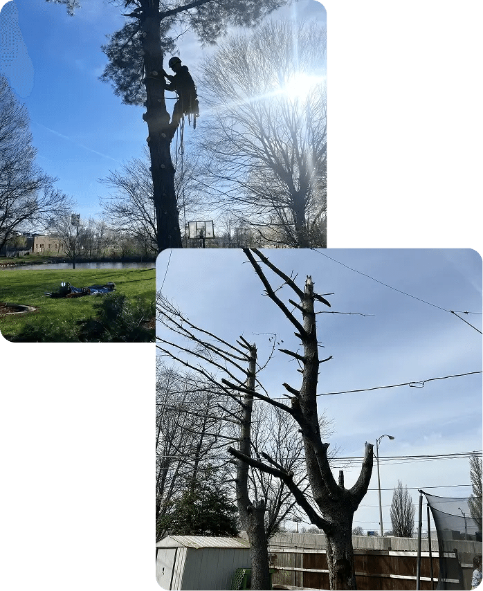 About Tree-B-Gone