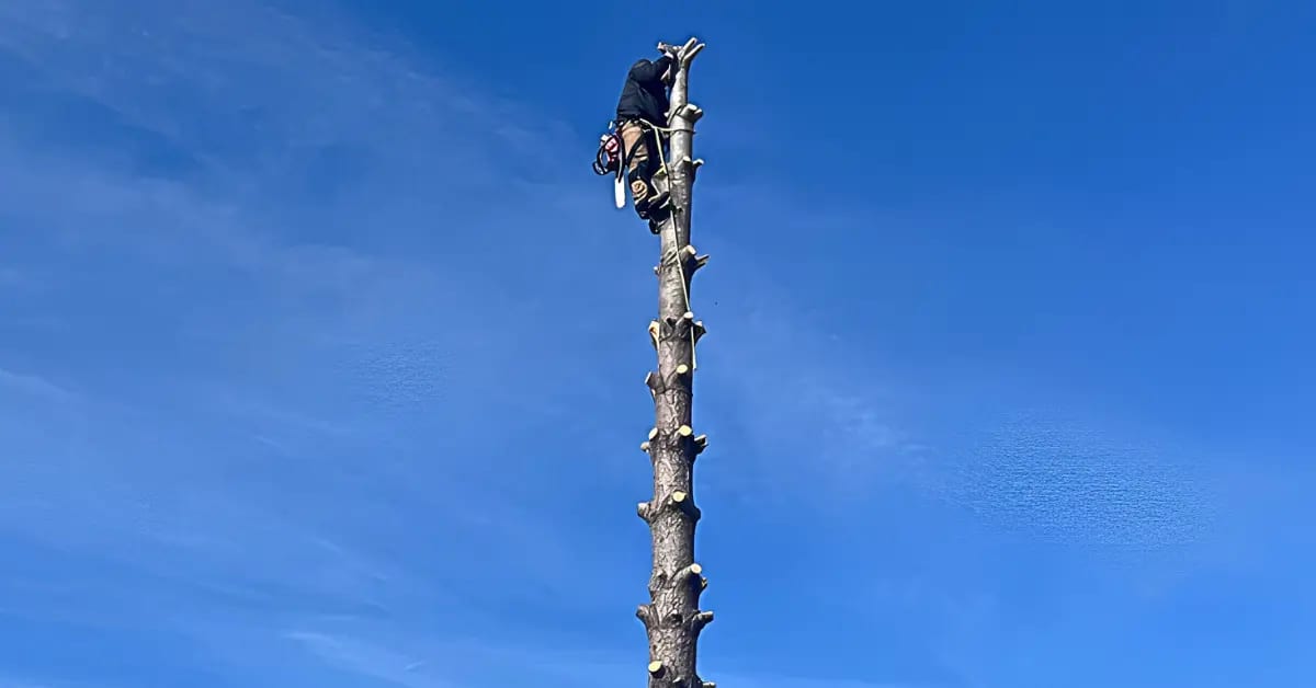 Tree Removal in Evansville, IN