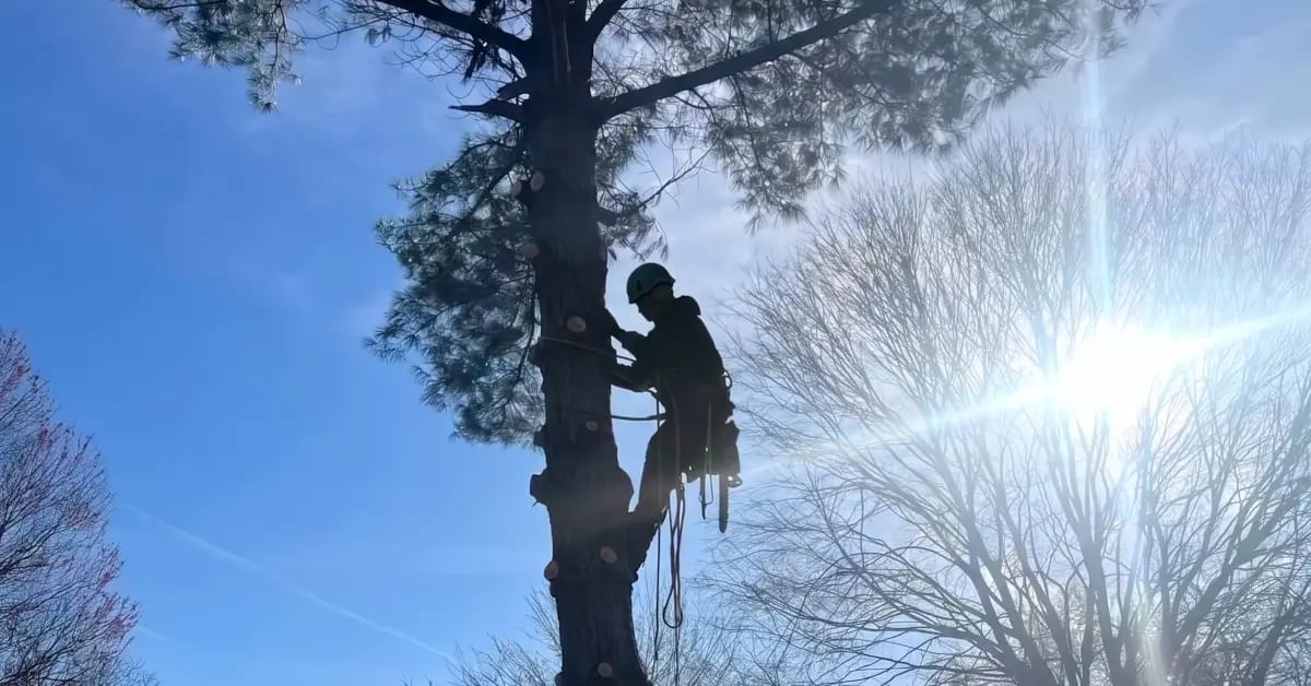 Tree Trimming and Pruning in Evansville, IN