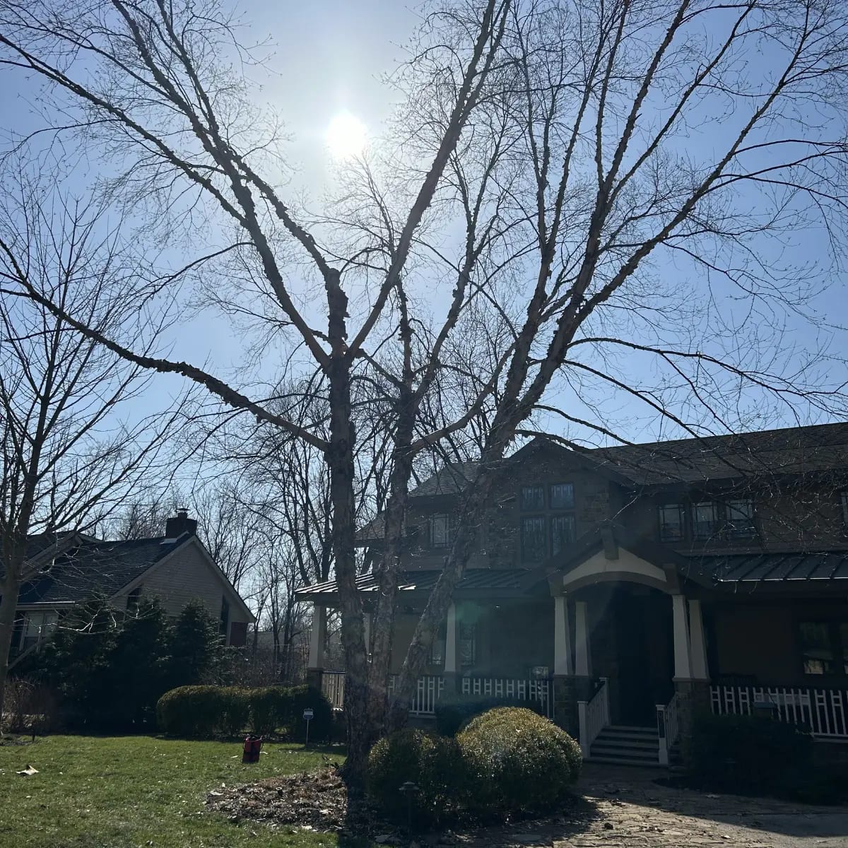 tree service henderson in