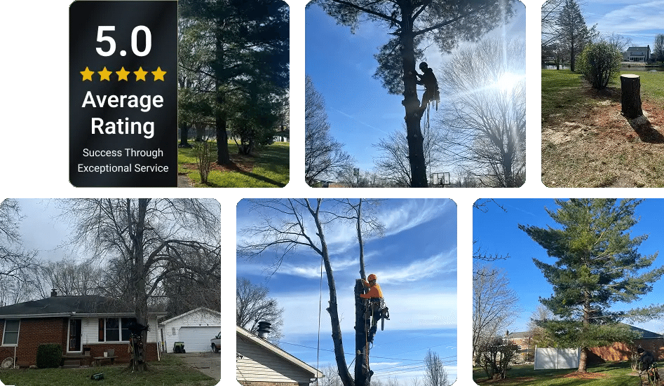 Family-Owned Tree Service Company Serving Evansville and Southwest Indiana