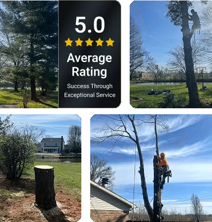 Family-Owned Tree Service Company Serving Evansville and Southwest Indiana