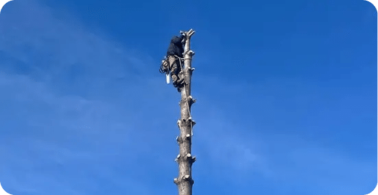 Tree Removal