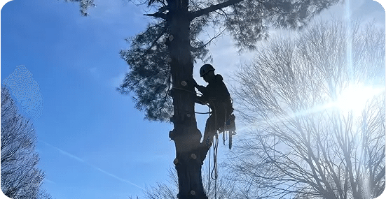 Tree Trimming and Pruning