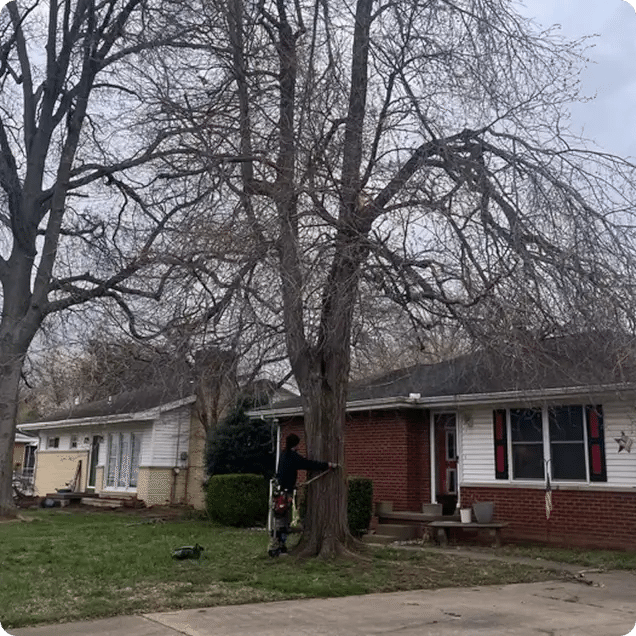 How Tree-B-Gone Protects Your Property During Tree Service