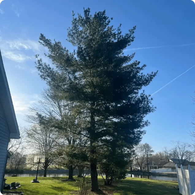Recommended Tree Species for Evansville, IN and Southwest Indiana